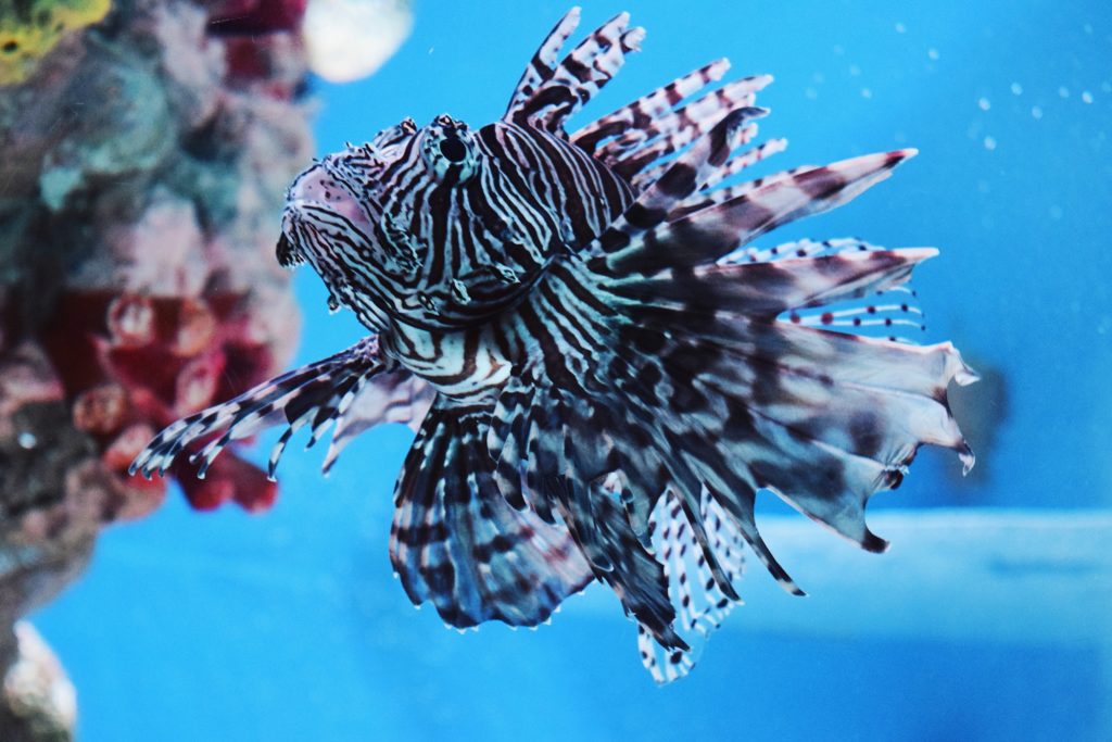 lionfish next to coral reef