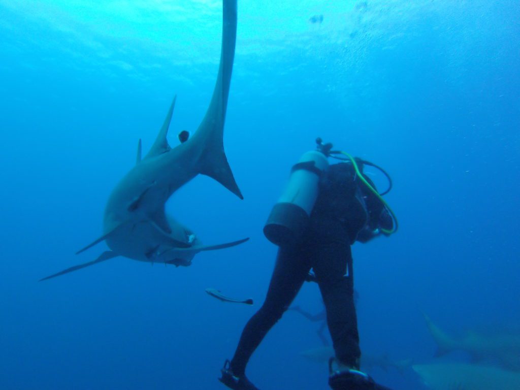 scuba diving with a shark