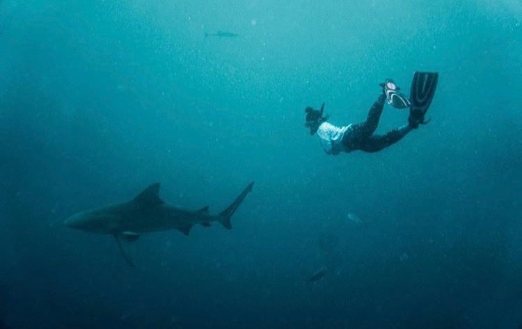 woman diving with sharks