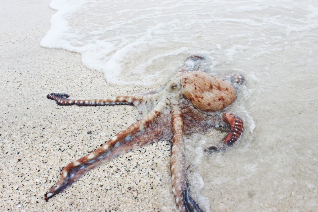 octopus marine life on beach shore
