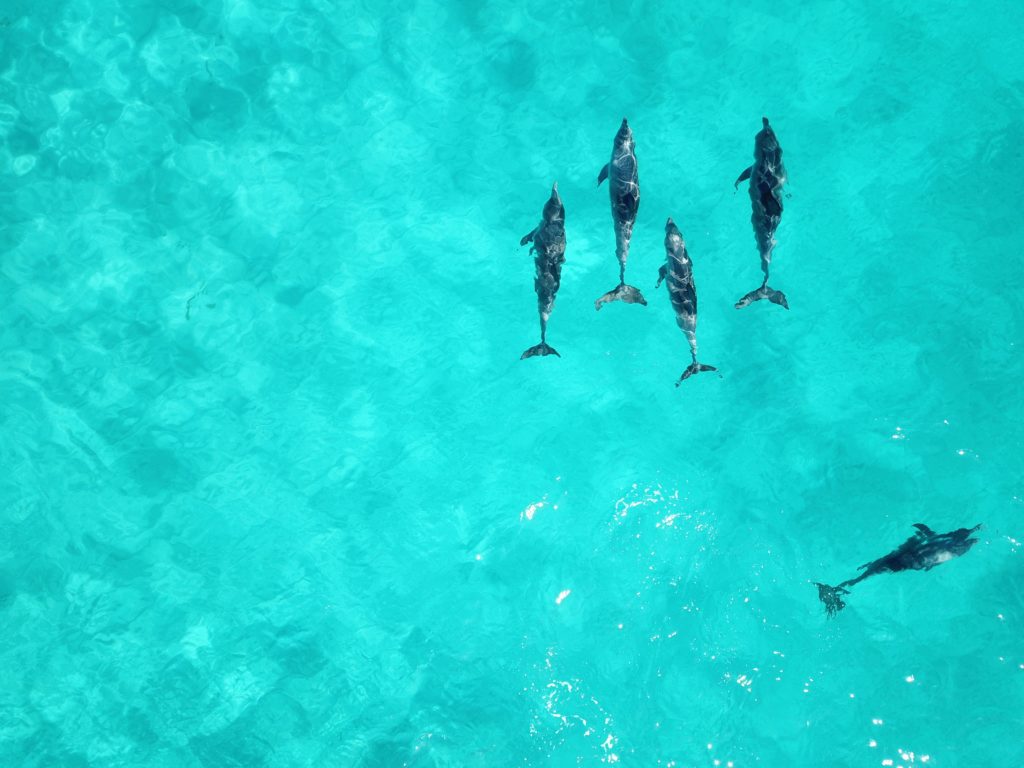 five dolphins swimming in open blue water