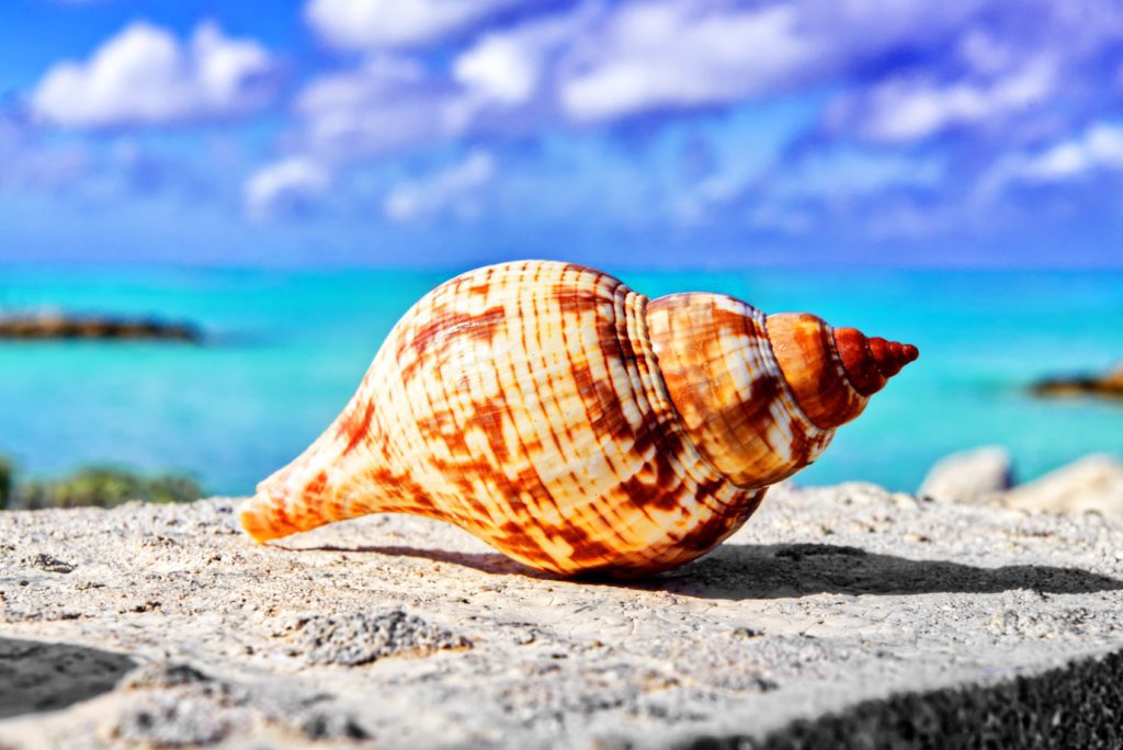 respect marine life by leaving shells