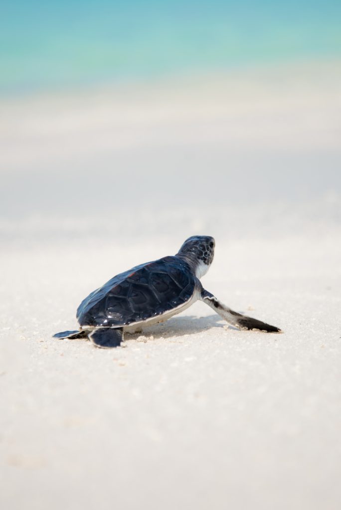 sea turtle hatchling on beach