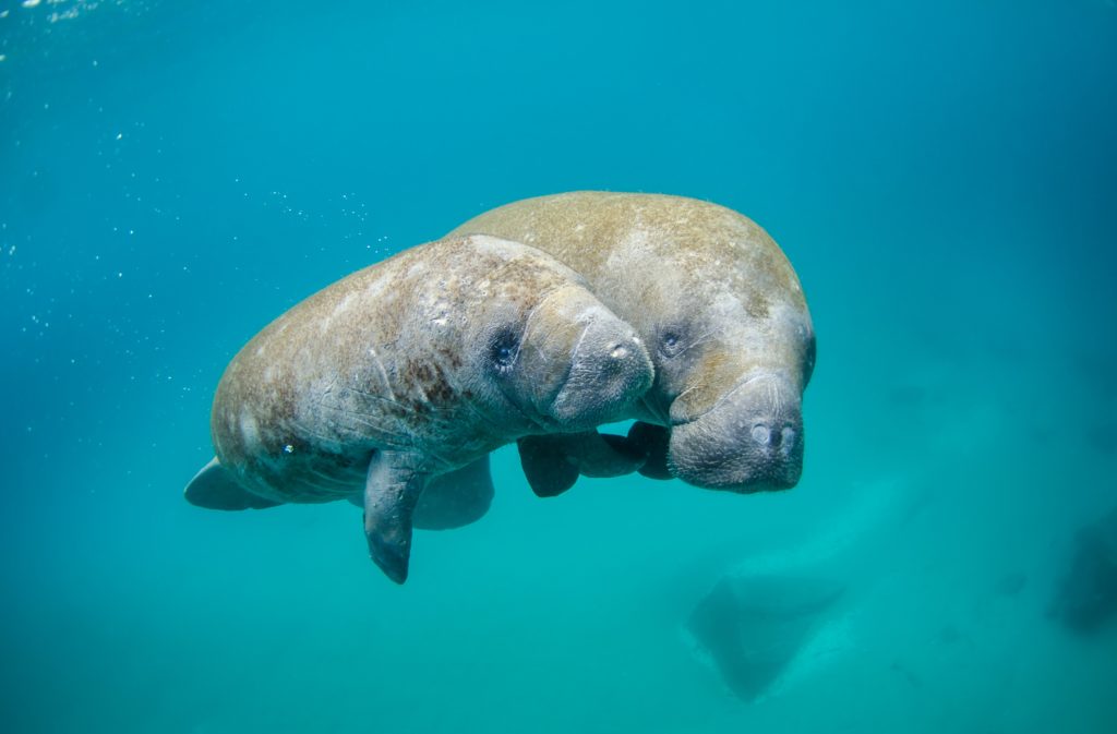 two manatees swimming in blue water