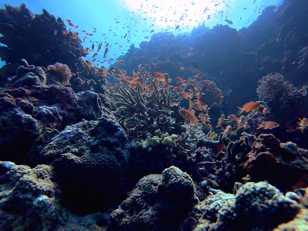 coral reef with orange fish