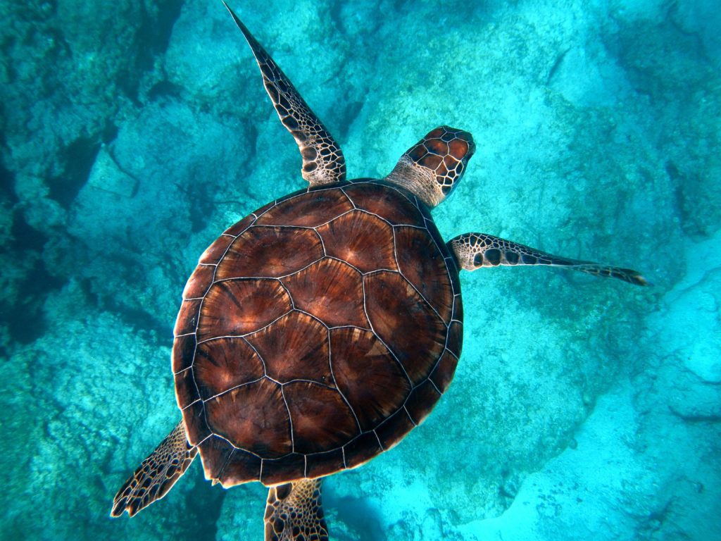 green sea turtle swimming in blue water