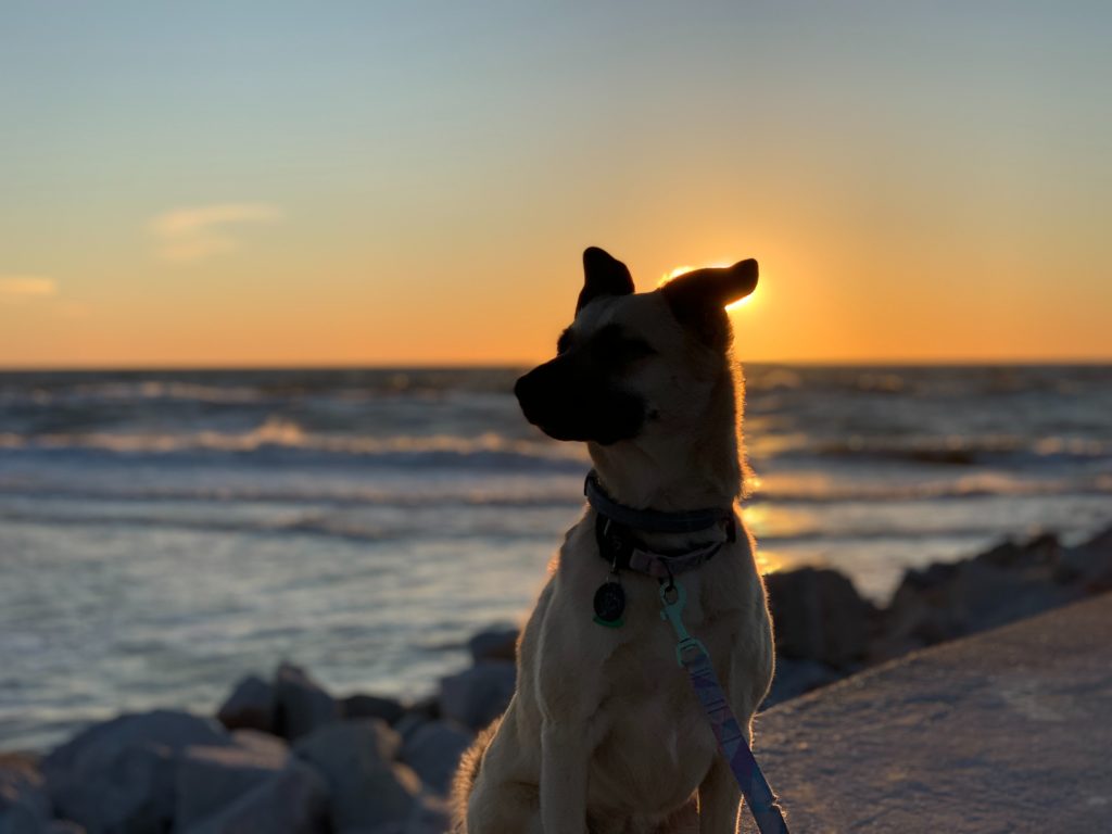 dog on the beach during golden hour