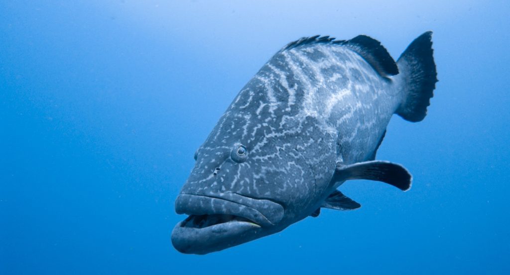 respect marine life black and grey grouper fish underwater