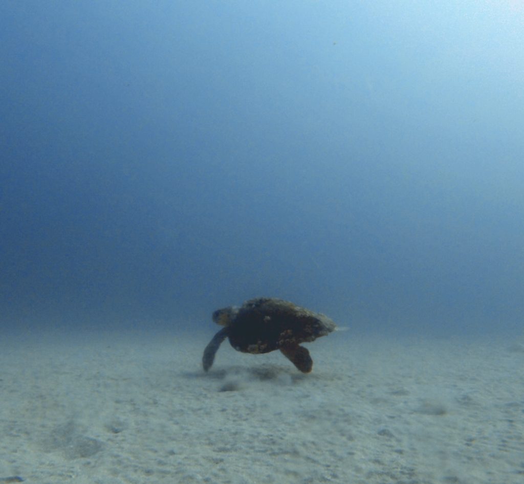 sea turtle on robert edmister wreck