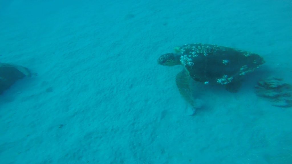 loggerhead turtle on robert edmister wreck