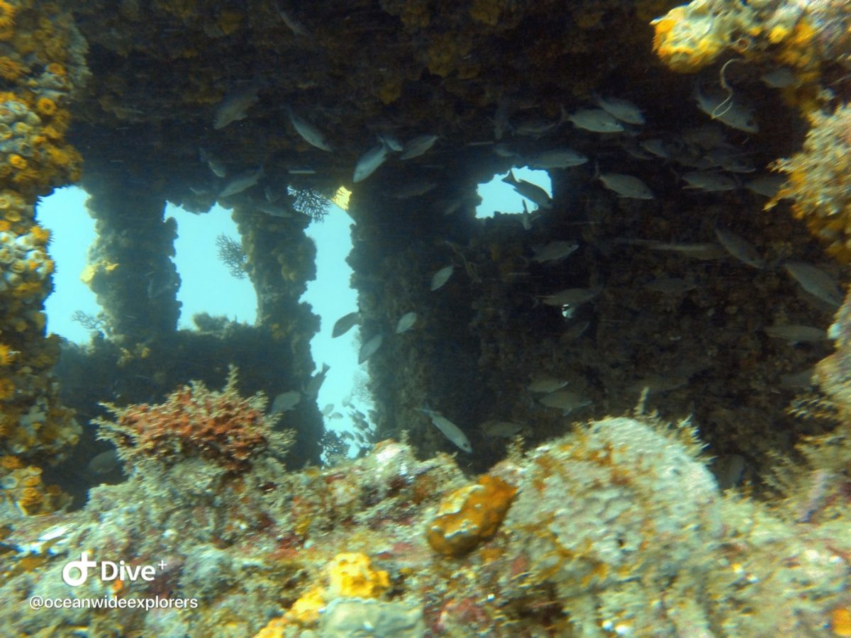 Diving The Peter B. McAllister Wreck - Fort Lauderdale - OceanWide ...