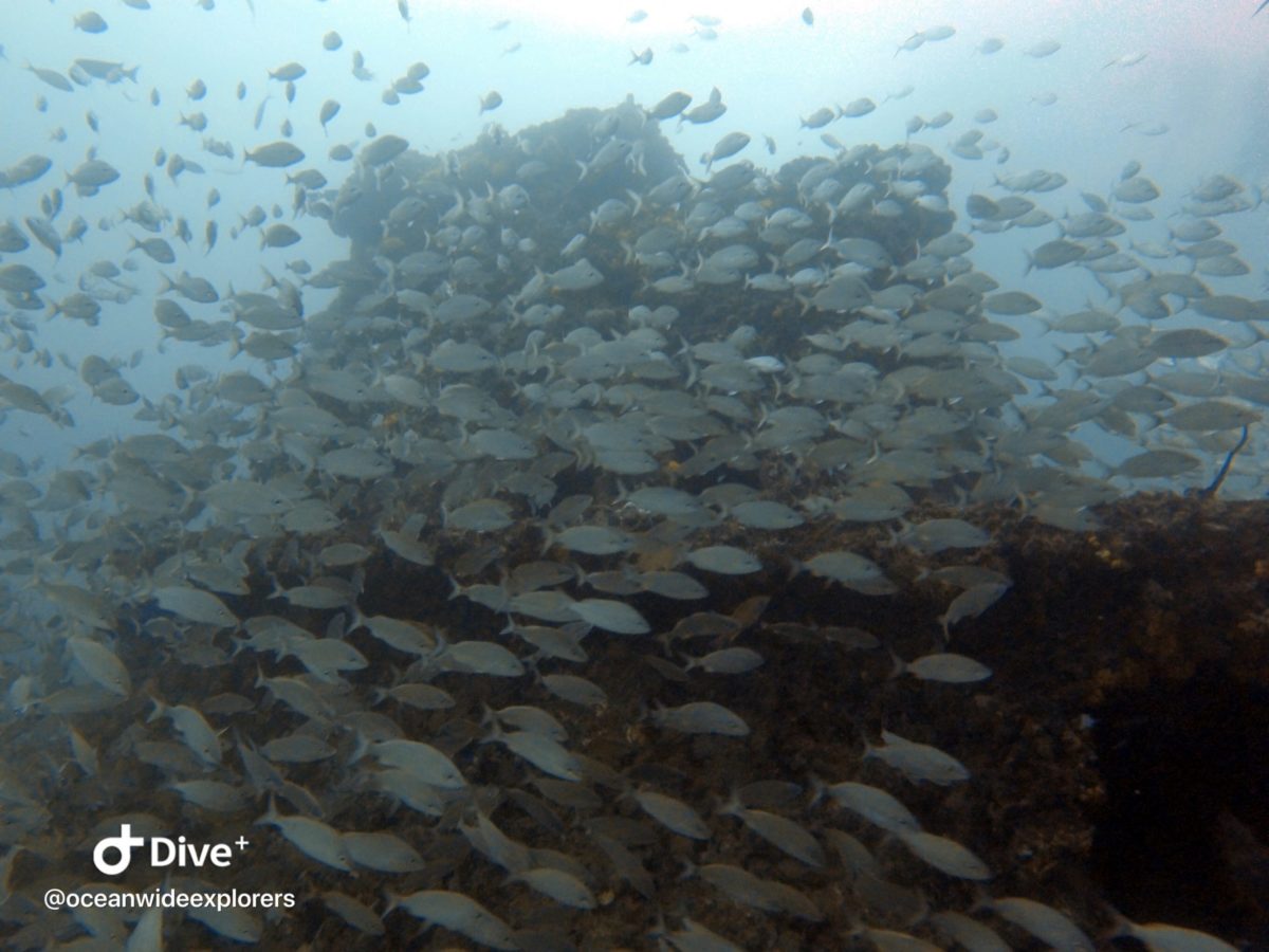 Diving The Peter B. McAllister Wreck - Fort Lauderdale - OceanWide ...