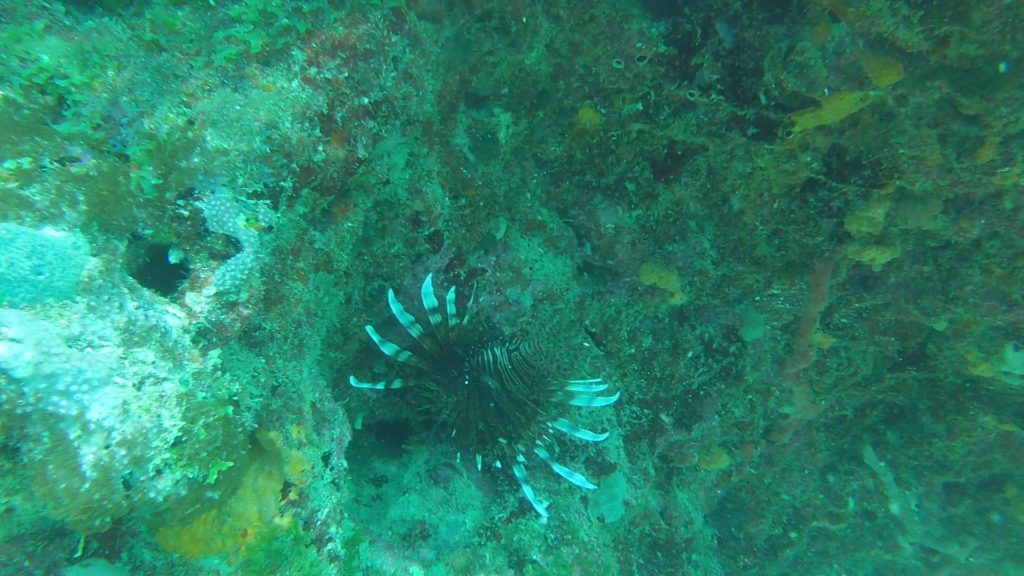 lionfish upside down hiding under coral