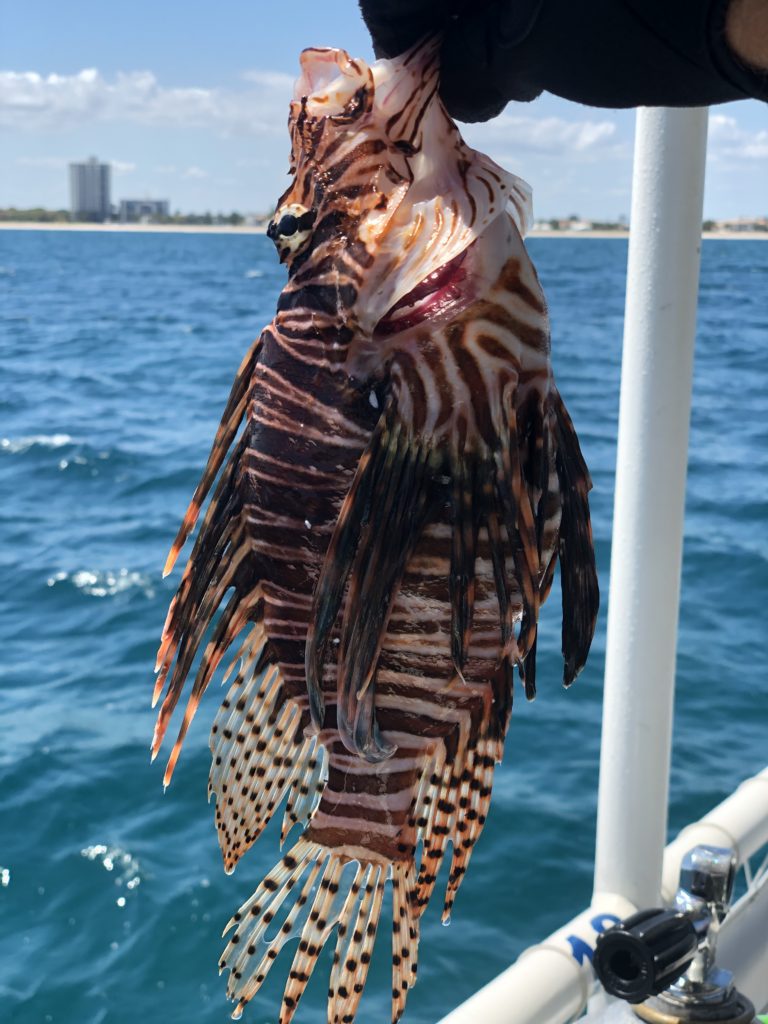 hunting lionfish fort lauderdale beach