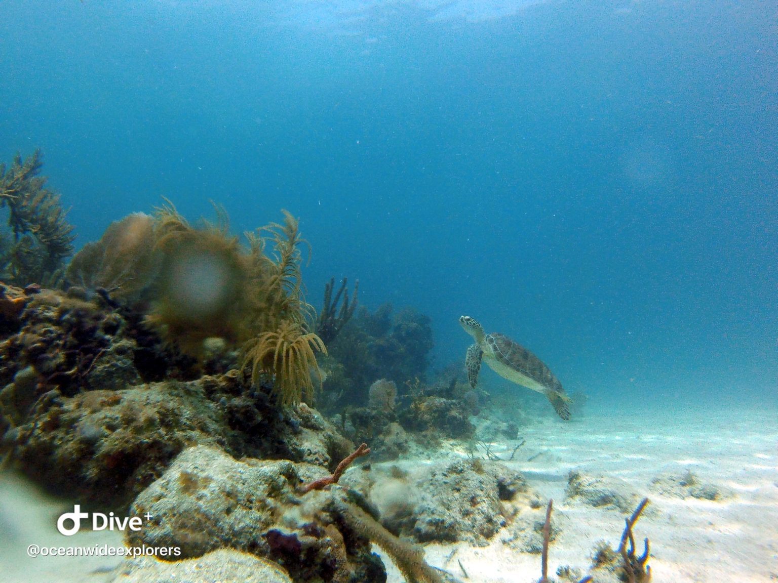 Diving Rocky Top Reef - Florida Keys - OceanWide Explorers