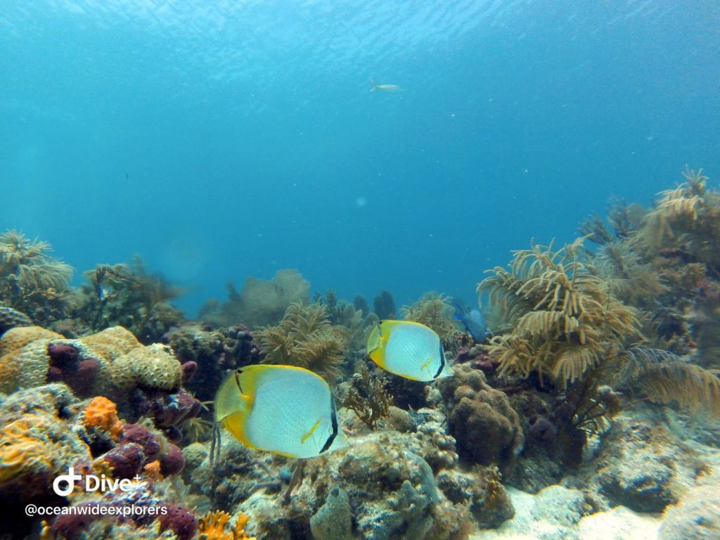 butterfly fish in the florida keys