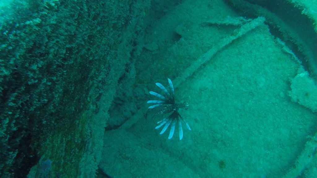 lionfish white fins underwater