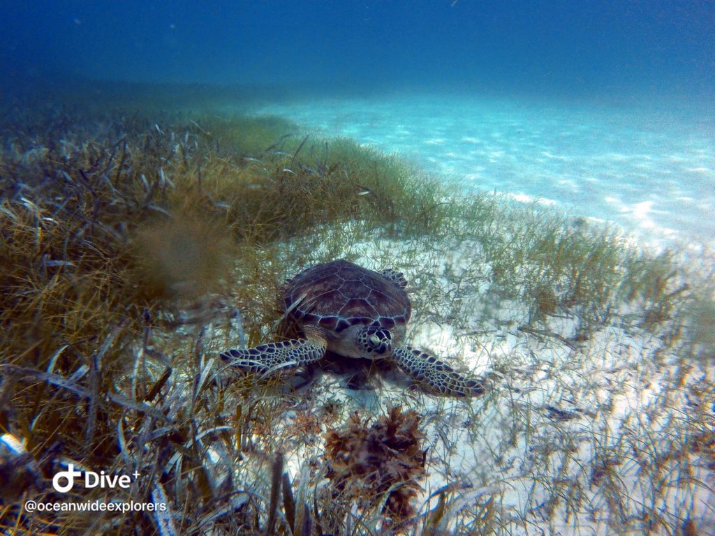 sea turtle in sea grass in the florida keys