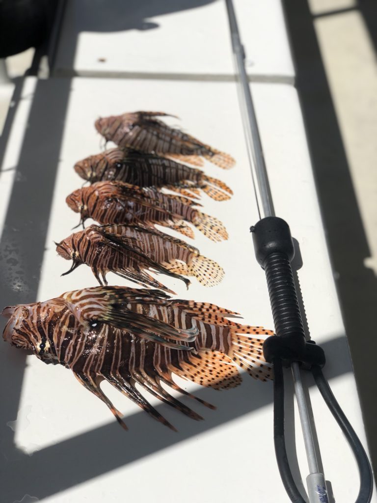 lionfish and spear