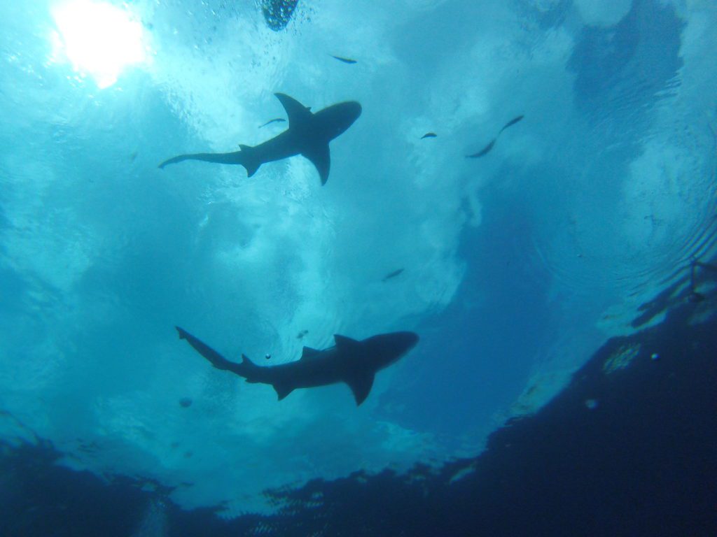 sharks on surface during scuba dive