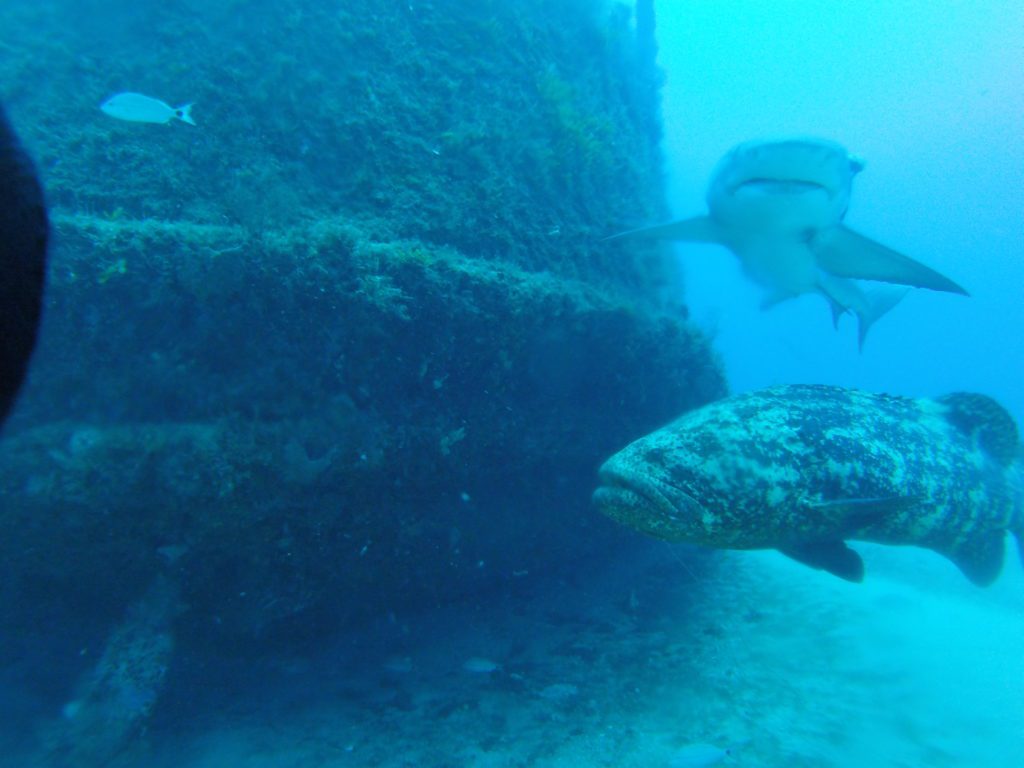 goliath grouper and shark next to ship wreck