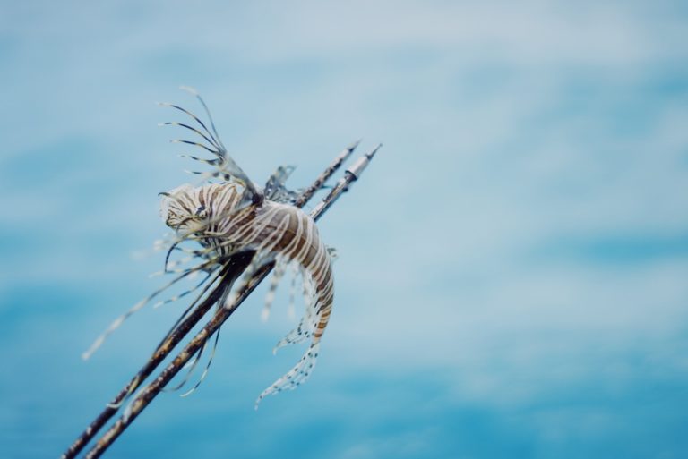 Your Complete Guide to Hunting Lionfish