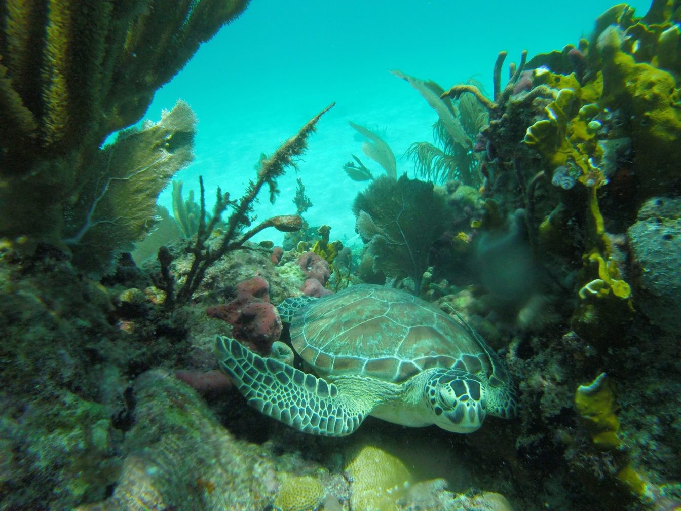 green sea turtle in florida on coral reef