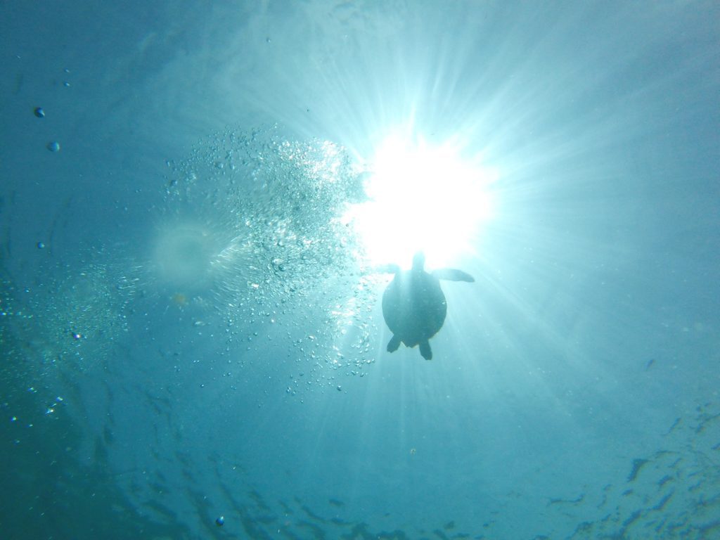 sea turtle with sun and the surface