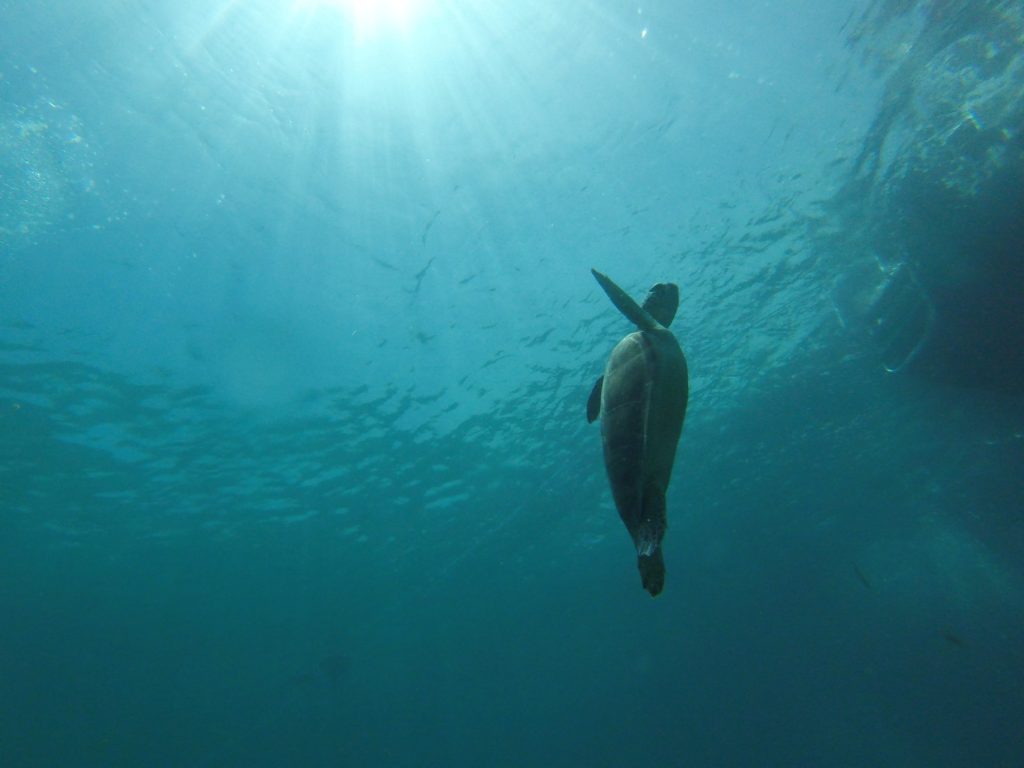 sea turtle swimming to the surface in florida