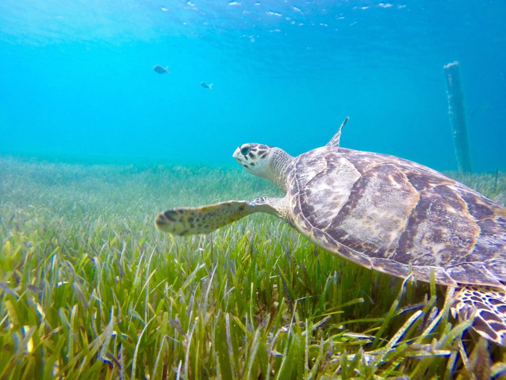 hawksbill sea turtle in sea grass