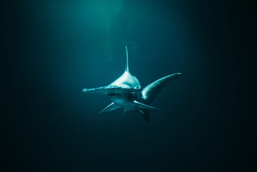 hammerhead shark ocean animal in florida