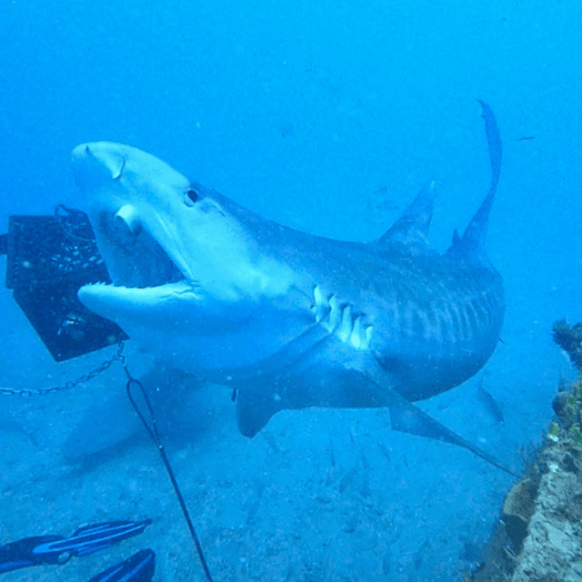 jupiter shark diving in south florida tiger shark