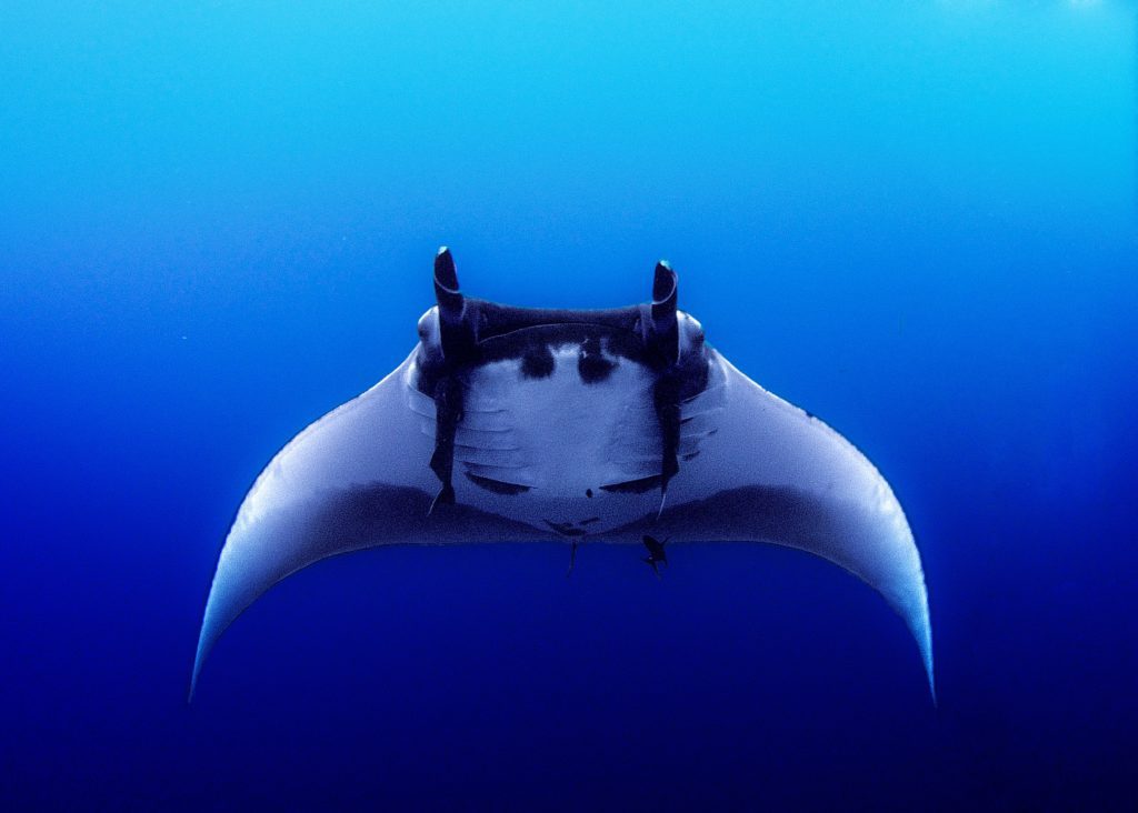 ocean animal in florida manta ray