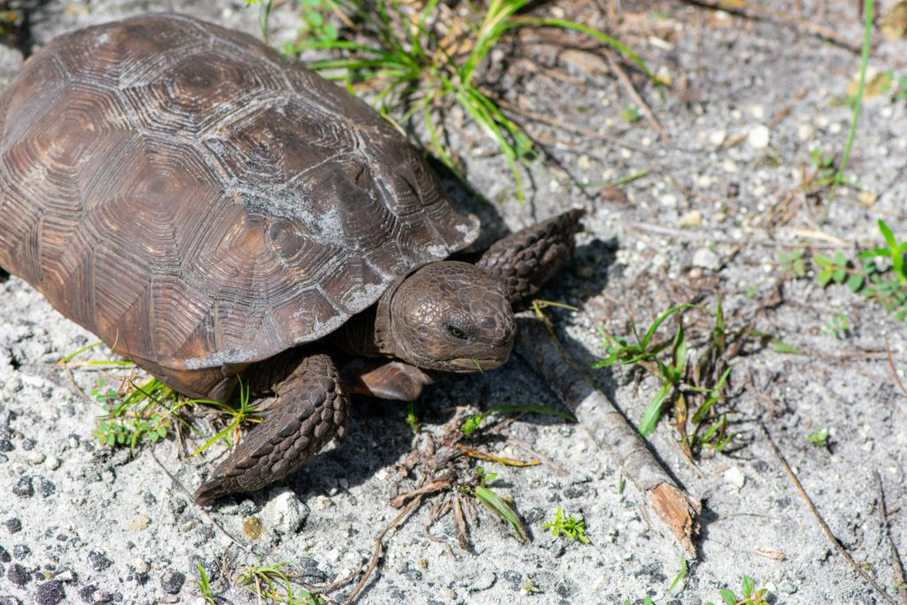 gopher tortoise in florida