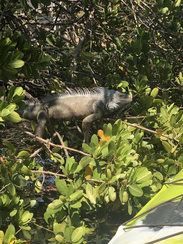 iguana while paddling in fort lauderdale