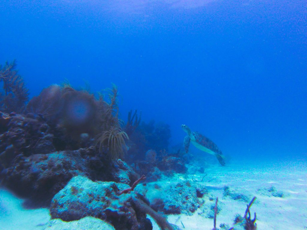 green sea turtle swimming underwater florida keys