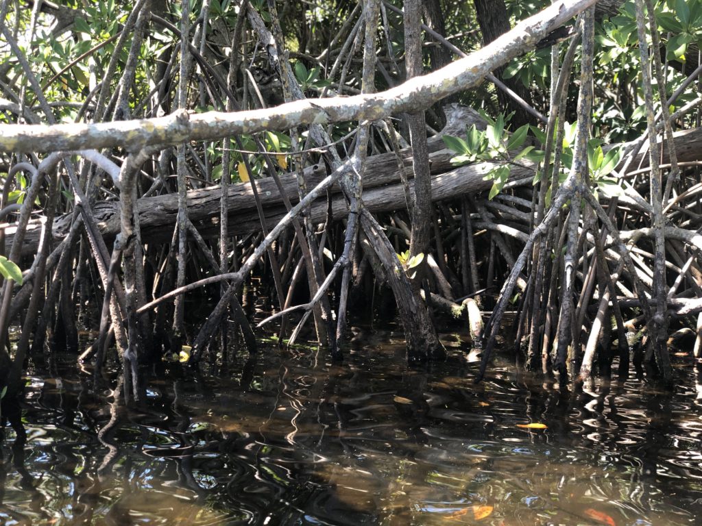 mangroves while paddling wilton manors loop