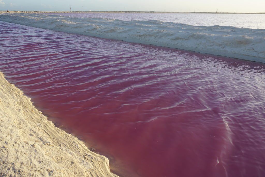 las coloradas yucatan pink water