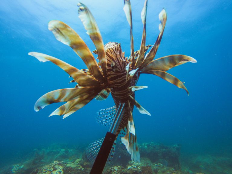 11 Tips to Catch More Lionfish While Scuba Diving