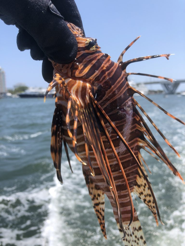 hunting lionfish in fort lauderdale