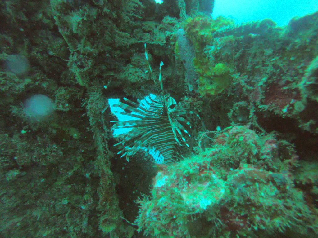 lionfish on a shipwreck
