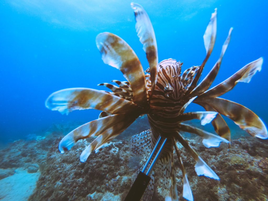 hunting lionfish with a pole spear
