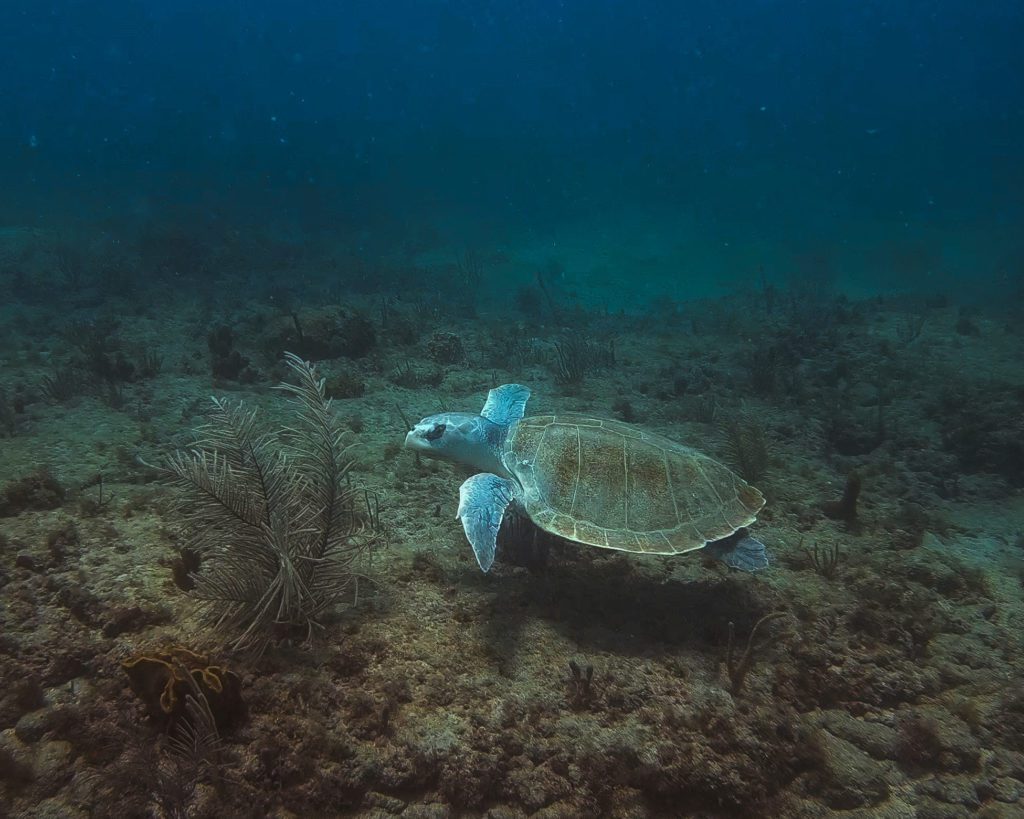 kemps ridley sea turtle in fort lauderdale