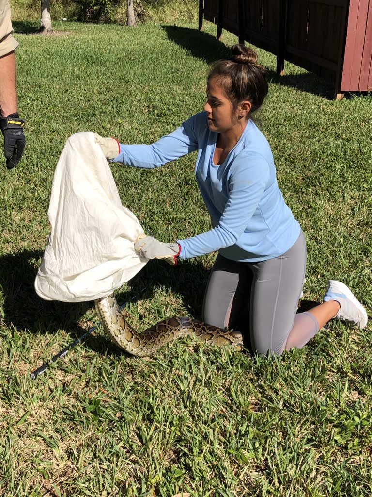 laura bagging a burmese python