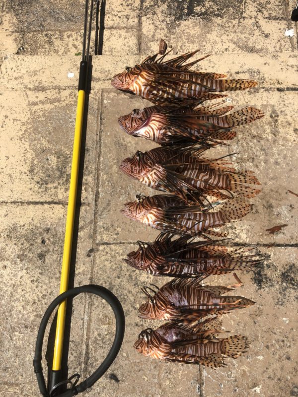 lionfish lined up on the ground with a pole spear