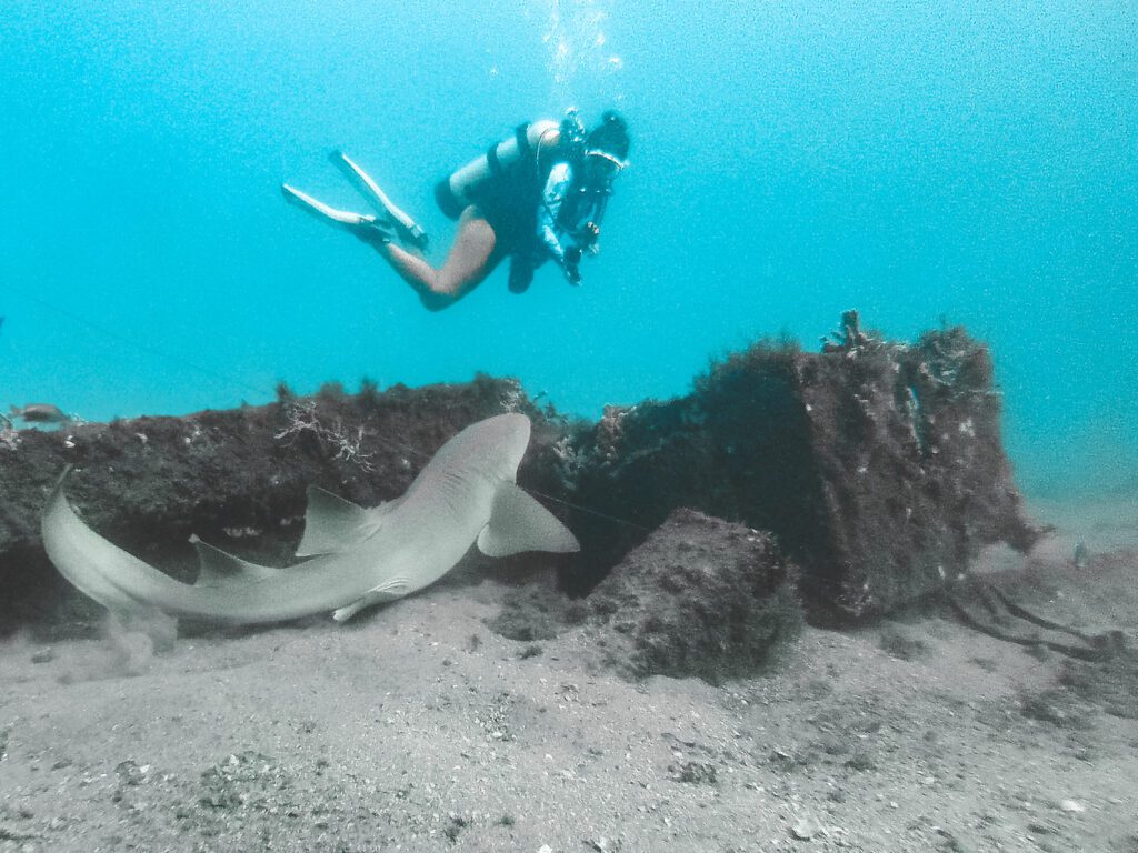 woman and nurse shark scuba diving