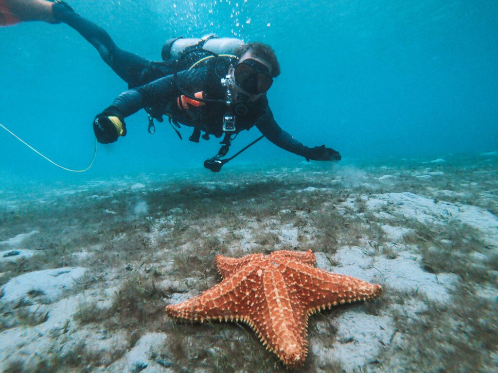 scuba diver and starfish west palm beach beach dive