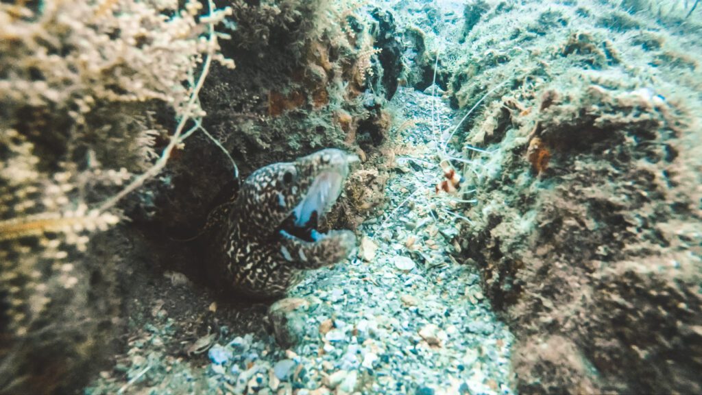 spotted eel scuba diving riviera beach phil foster park