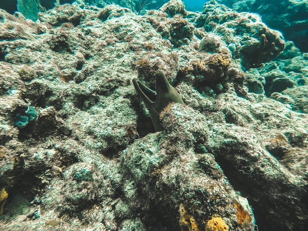 mooray eel barracuda reef fort lauderdale
