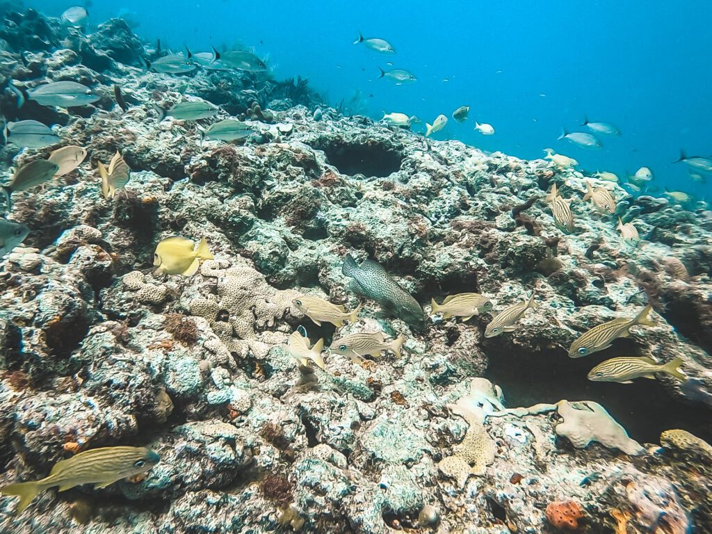 hammerhead reef in fort lauderdale